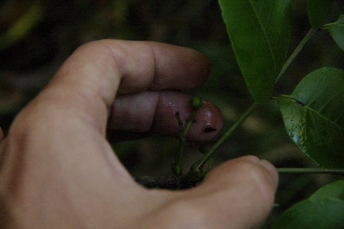 Image of Zanthoxylum kauaense by (c) Eric Knight, some rights reserved (CC BY)
