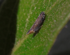 Scaphytopius loricatus