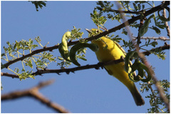 Zosterops flavilateralis