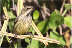 Cinnyris bifasciatus