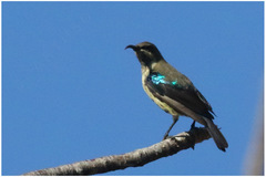 Cinnyris bifasciatus