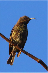 Cinnyris bifasciatus