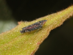 Scaphytopius loricatus