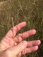 Elionurus tripsacoides