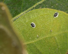 Tetraleurodes acaciae