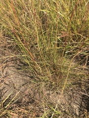 Elionurus tripsacoides