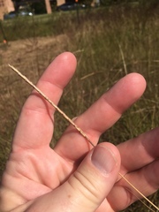 Elionurus tripsacoides