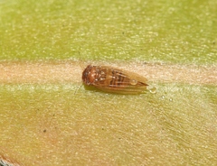 Ctenarytaina longicauda