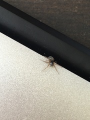 Araneae