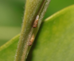 Ctenarytaina longicauda