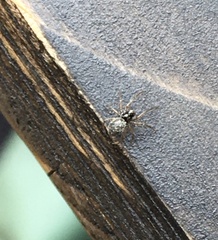Araneae