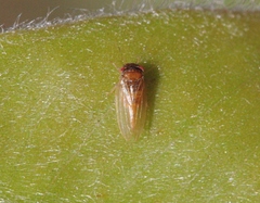 Ctenarytaina longicauda