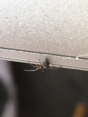 Araneae