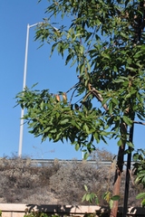 Ctenarytaina longicauda