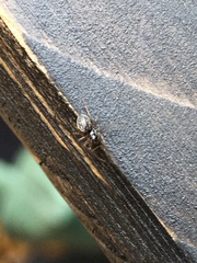 Araneae