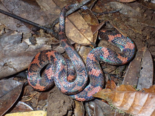 Typhon Ground Snake