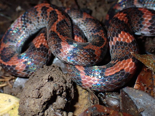 Photo of a Typhon Ground Snake (Atractus typhon)