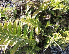 Asplenium appendiculatum maritimum
