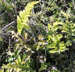 Asplenium appendiculatum maritimum