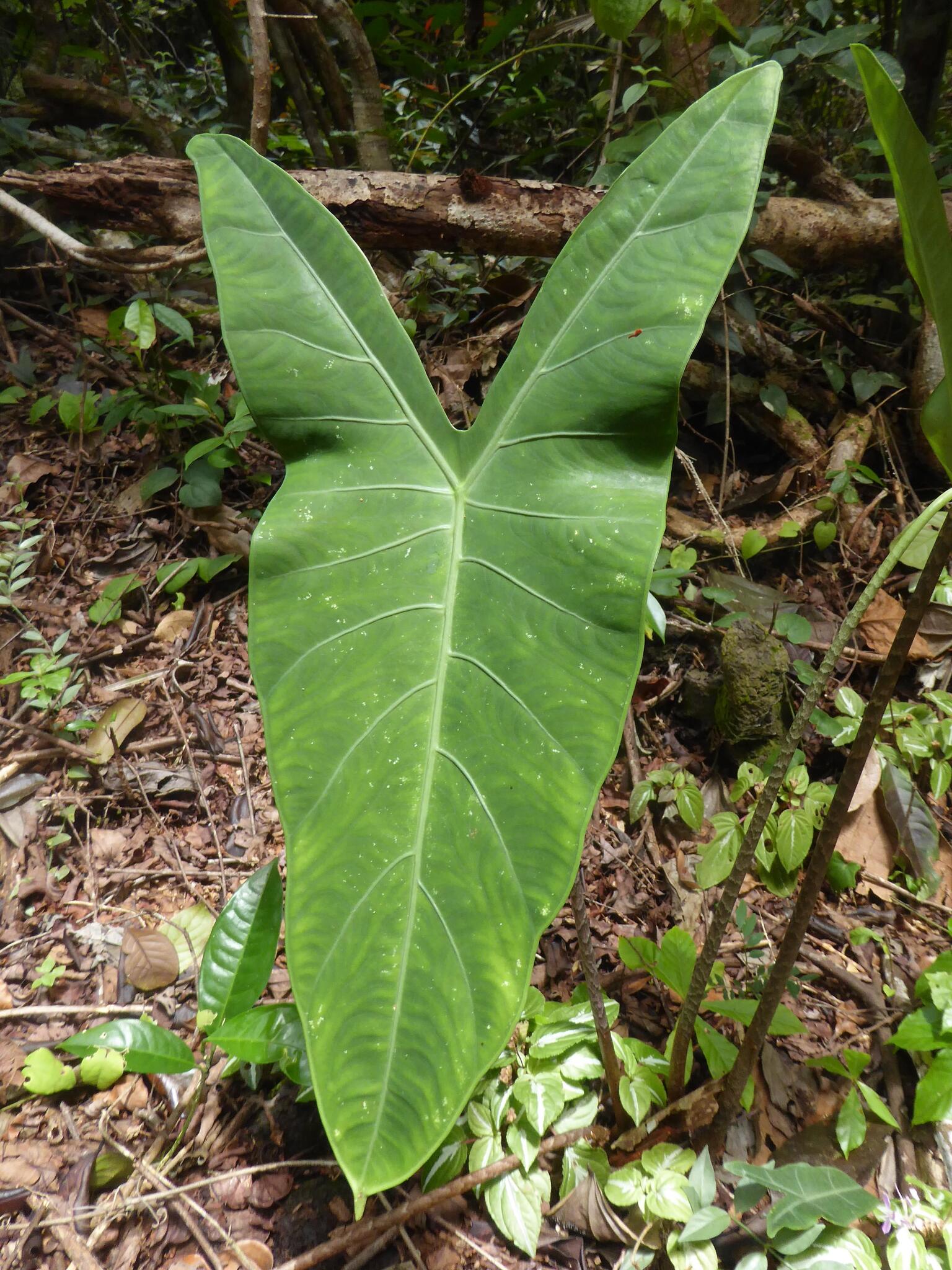 Alocasia longiloba