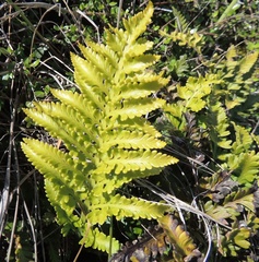 Asplenium appendiculatum maritimum