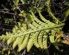 Asplenium appendiculatum maritimum