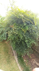 Nandina domestica