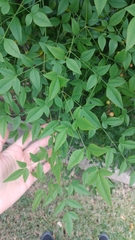 Nandina domestica