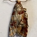 Lodgepole Pine Coneborer Moth - Photo (c) mpgranch, some rights reserved (CC BY-NC), uploaded by mpgranch