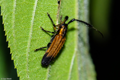 Malacoscylus gonostigma