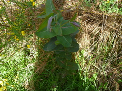 Eucalyptus nitens