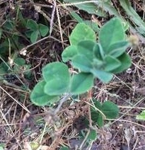 Angiospermae