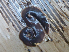 Arthurdendyus australis