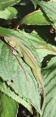 Anolis carolinensis