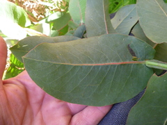 Eucalyptus nitens
