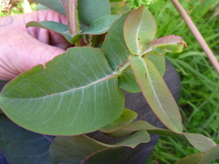 Eucalyptus nitens