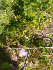 Dichrostachys