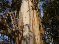 Eucalyptus nitens