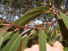 Eucalyptus nitens