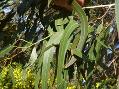 Eucalyptus nitens