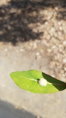 Druon quercuslanigerum