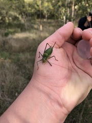 Lluciapomaresius anapaulae