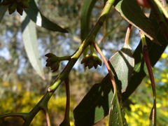 Eucalyptus nitens