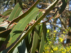 Eucalyptus nitens