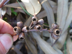 Eucalyptus nitens