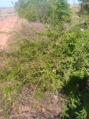 Dichrostachys