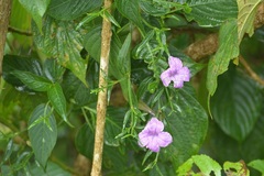 Ruellia breedlovei