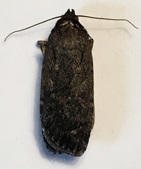 Spaelotis bicava