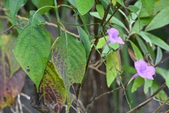 Ruellia breedlovei