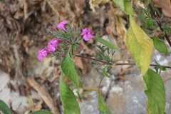 Ruellia inundata